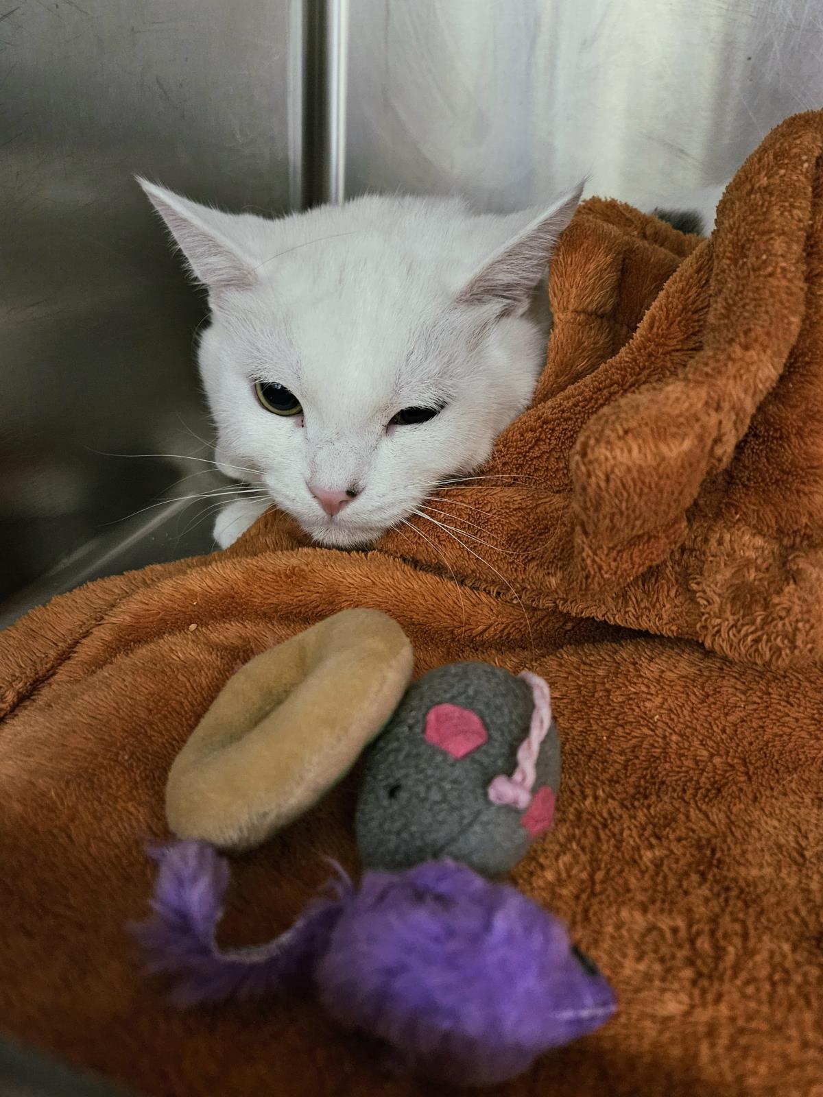 Charlie, Adoptable, Young Male Domestic Short Hair.