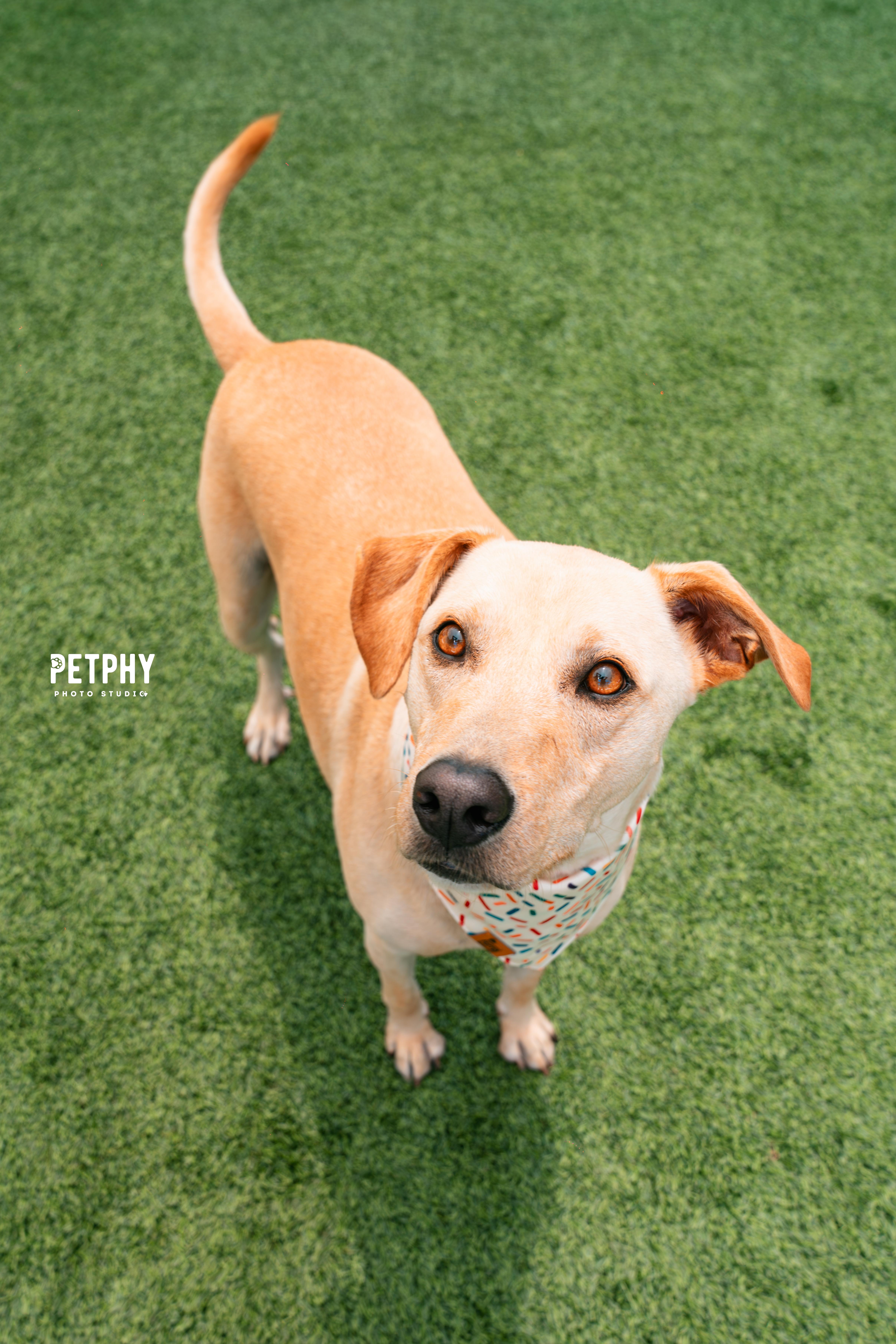 Enlarge Chewy, a Adoptable Yellow Labrador Retriever in Coronado, CA image 1/5
