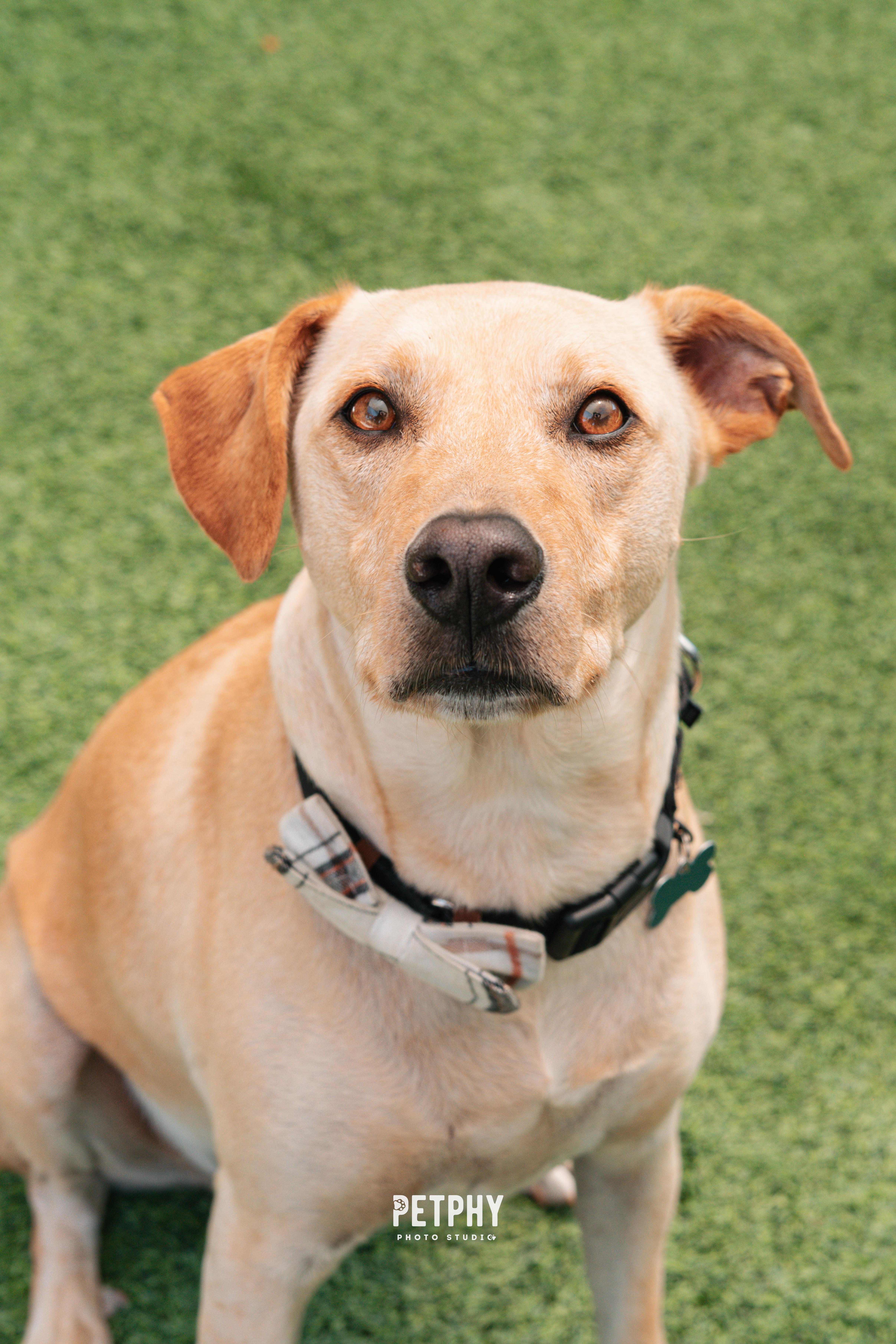 Enlarge Chewy, a Adoptable Yellow Labrador Retriever in Coronado, CA image 2/5