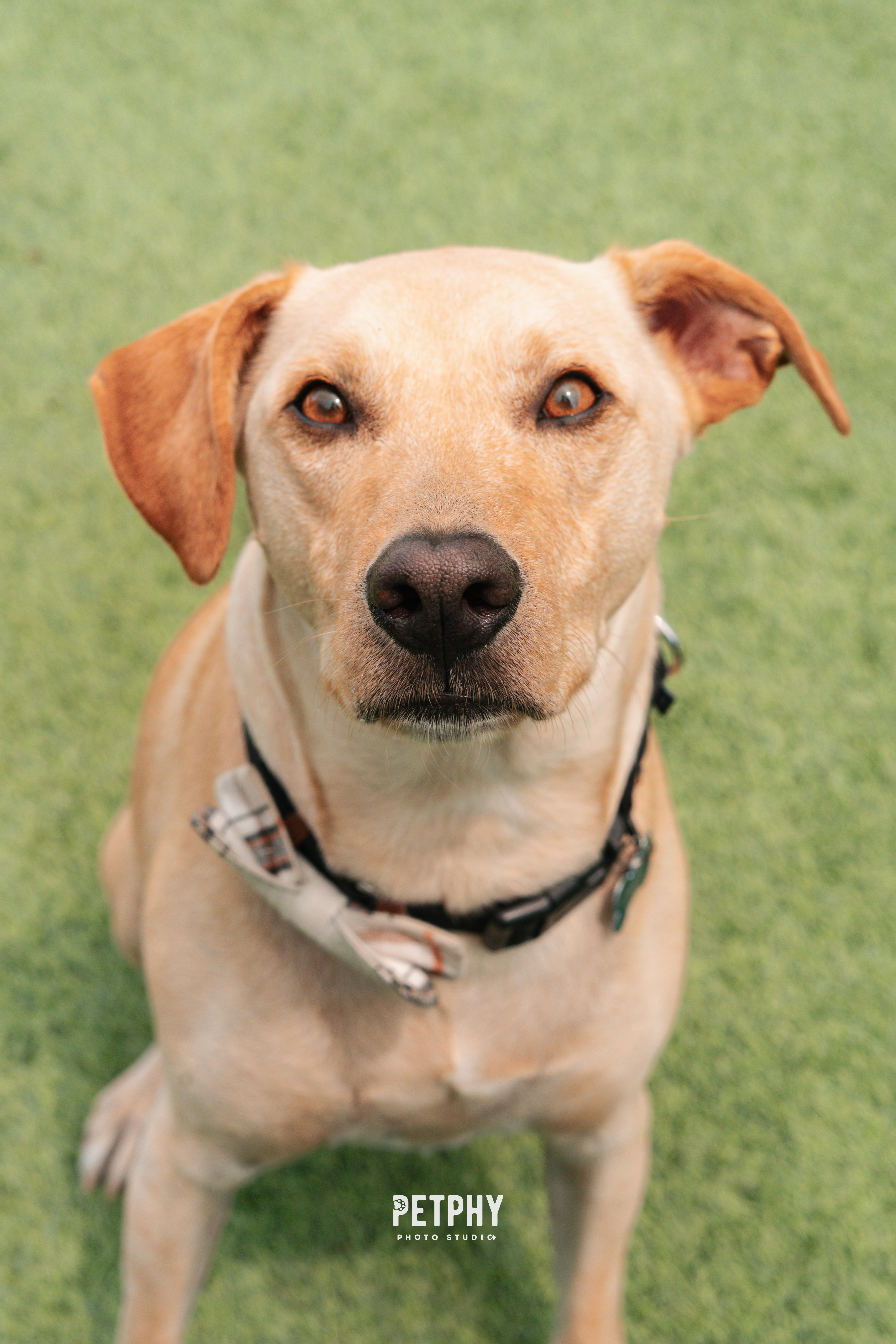 Enlarge Chewy, a Adoptable Yellow Labrador Retriever in Coronado, CA image 4/5