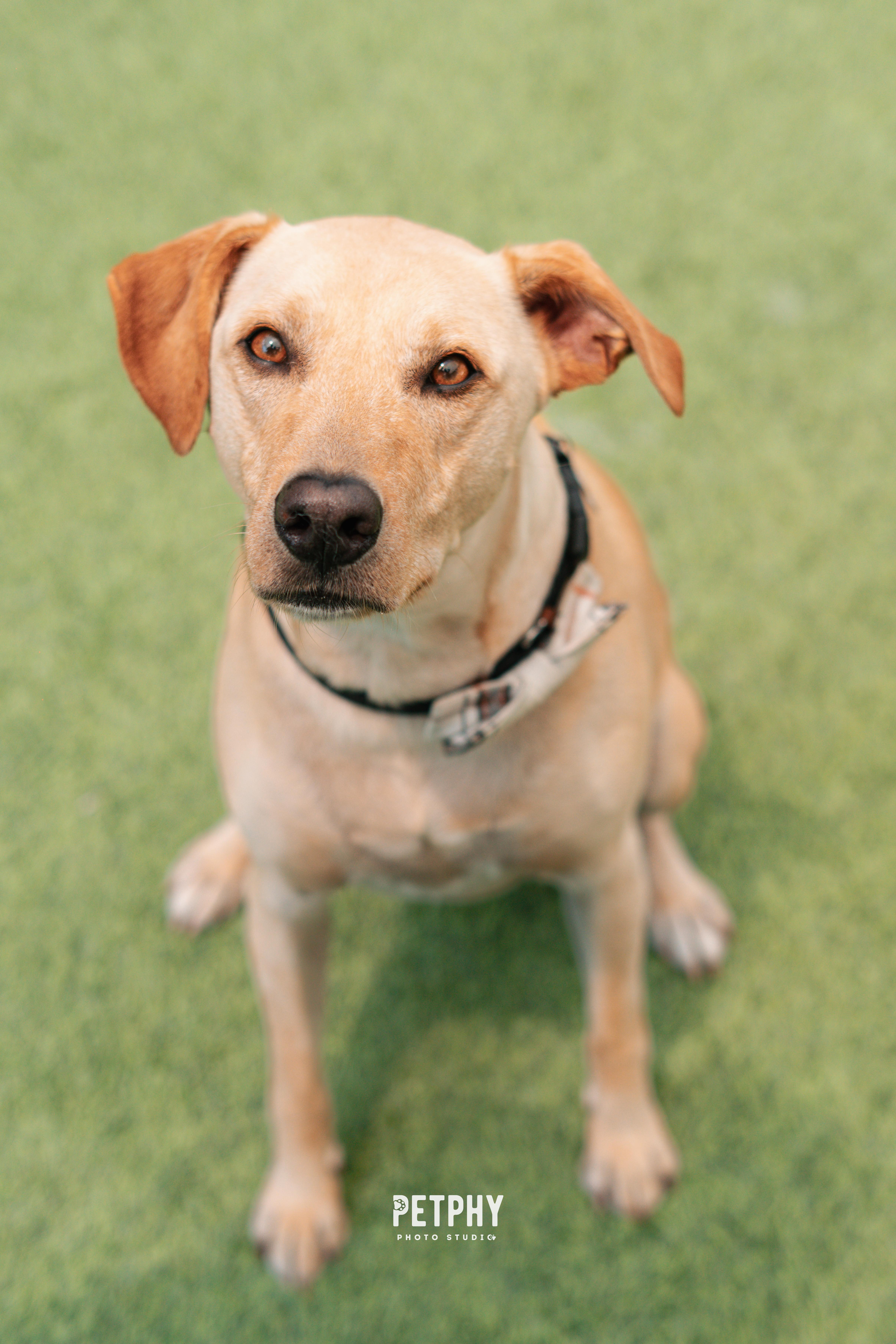 Enlarge Chewy, a Adoptable Yellow Labrador Retriever in Coronado, CA image 5/5
