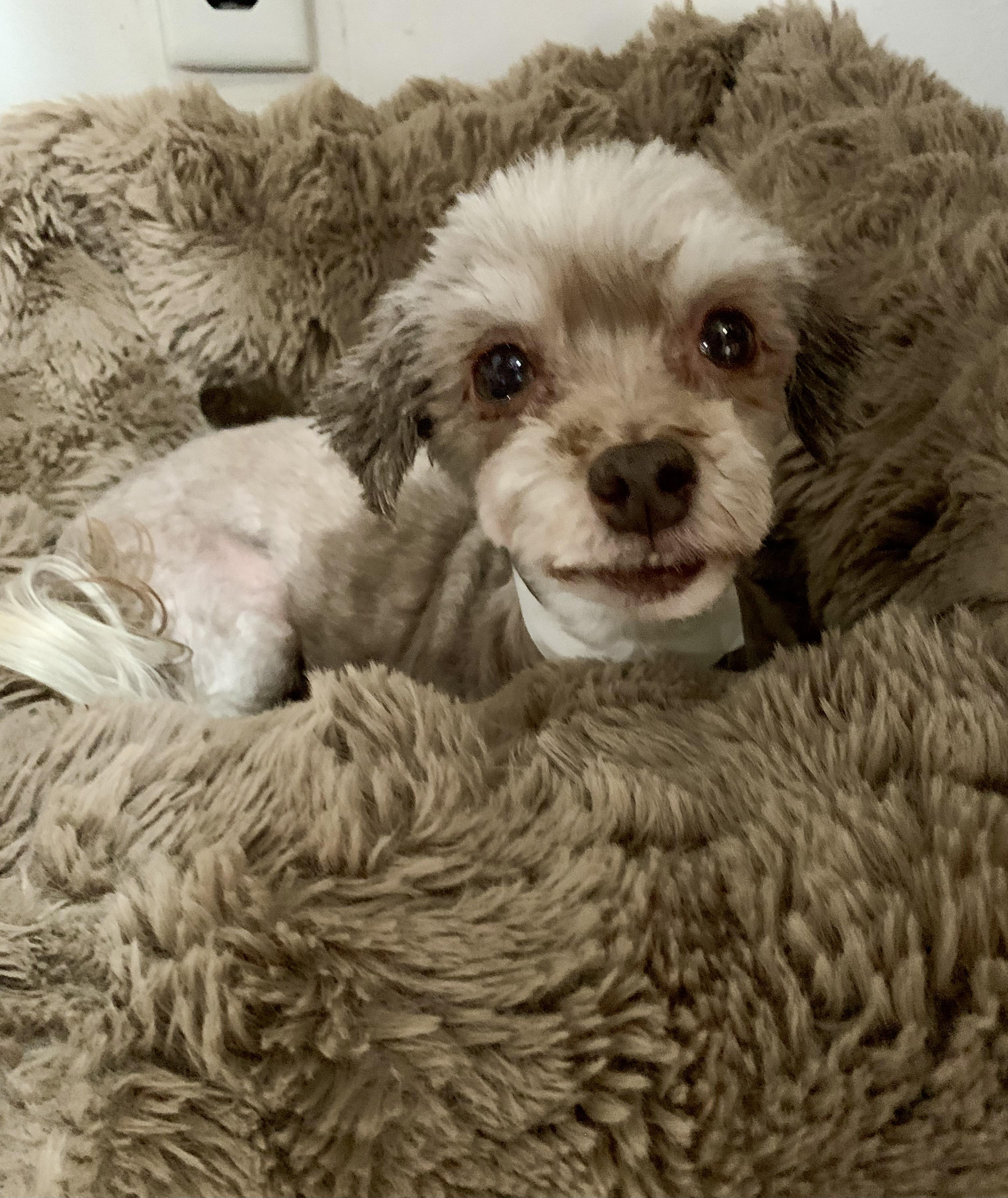 Enlarge COCO, a ADOPTABLE Havanese in Richmond, VA image 3/4