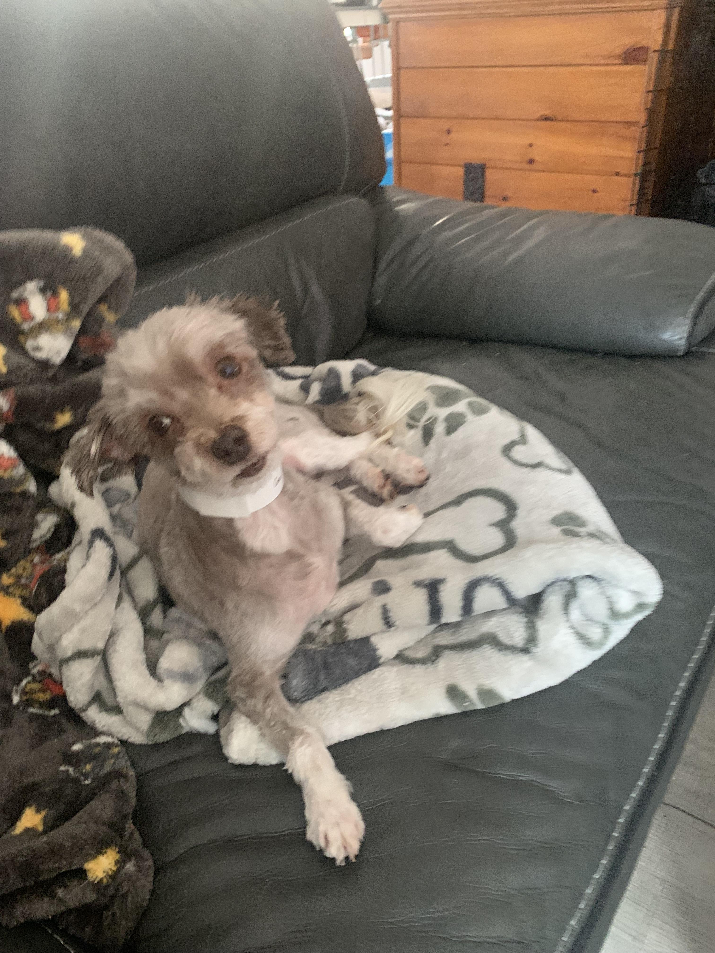 COCO, ADOPTABLE, Adult Female Havanese.