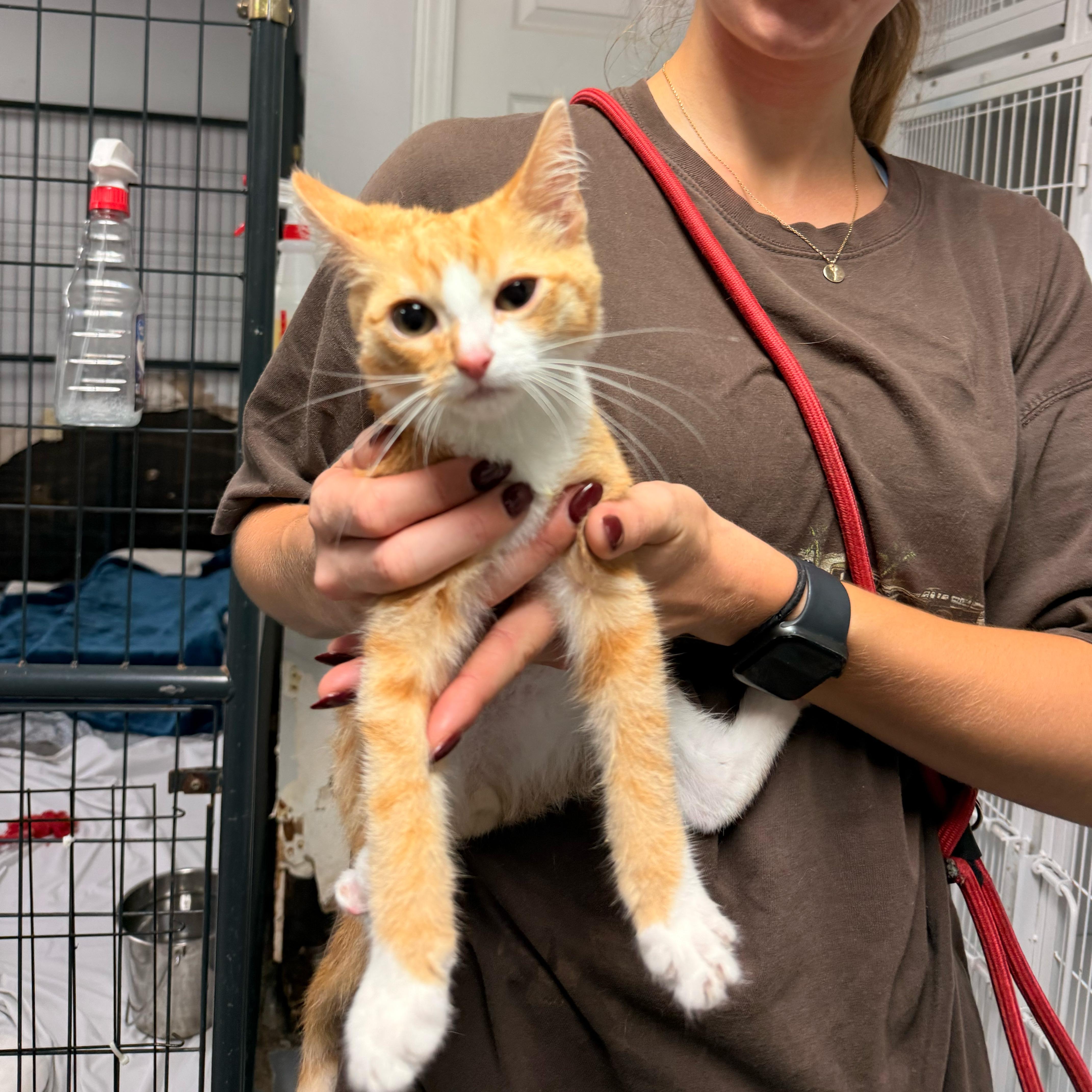 Enlarge Marlo, a Adopted Domestic Short Hair in Boothbay, ME image 3/3