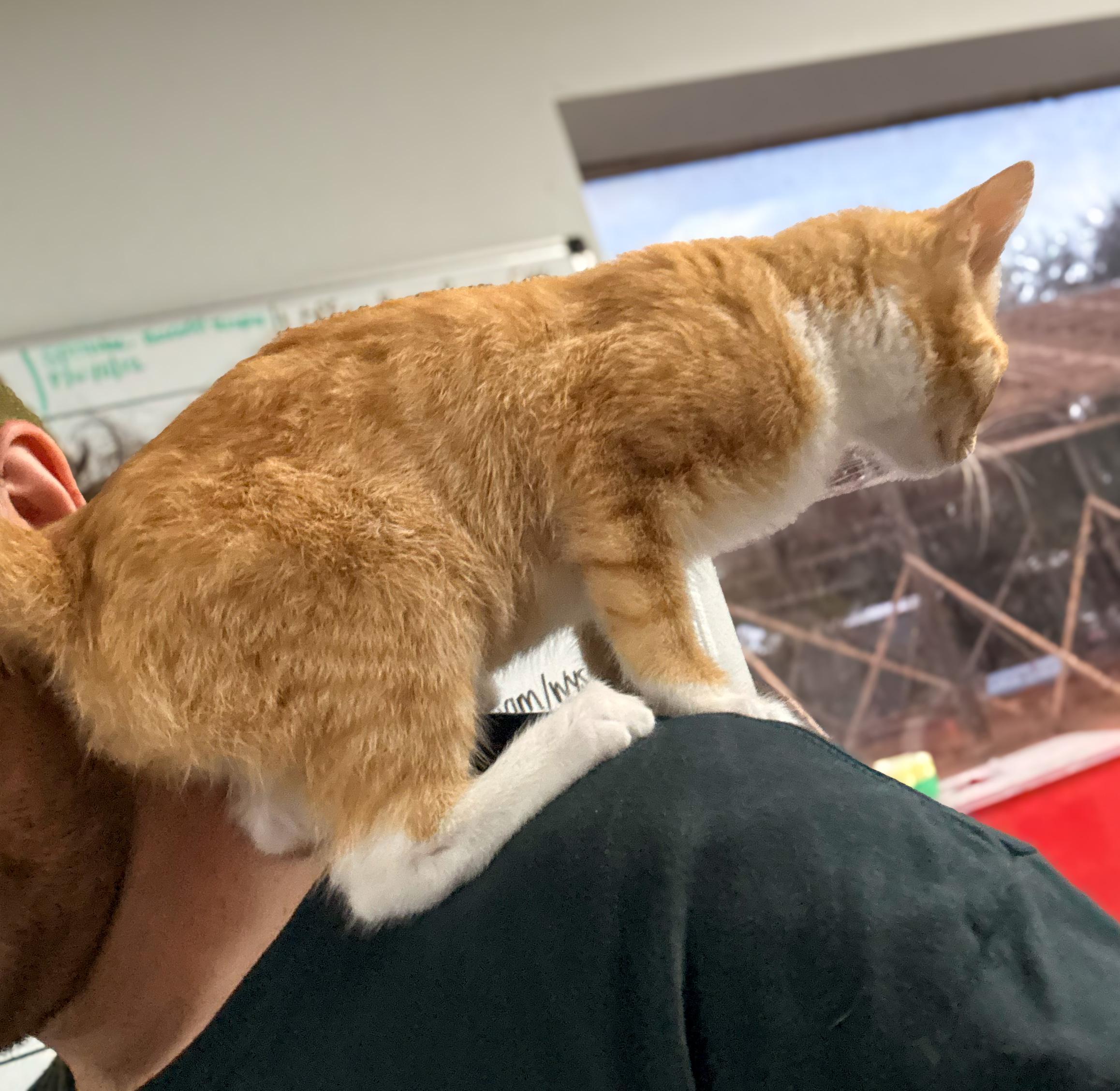 Enlarge Marlo, a Adopted Domestic Short Hair in Boothbay, ME image 2/3
