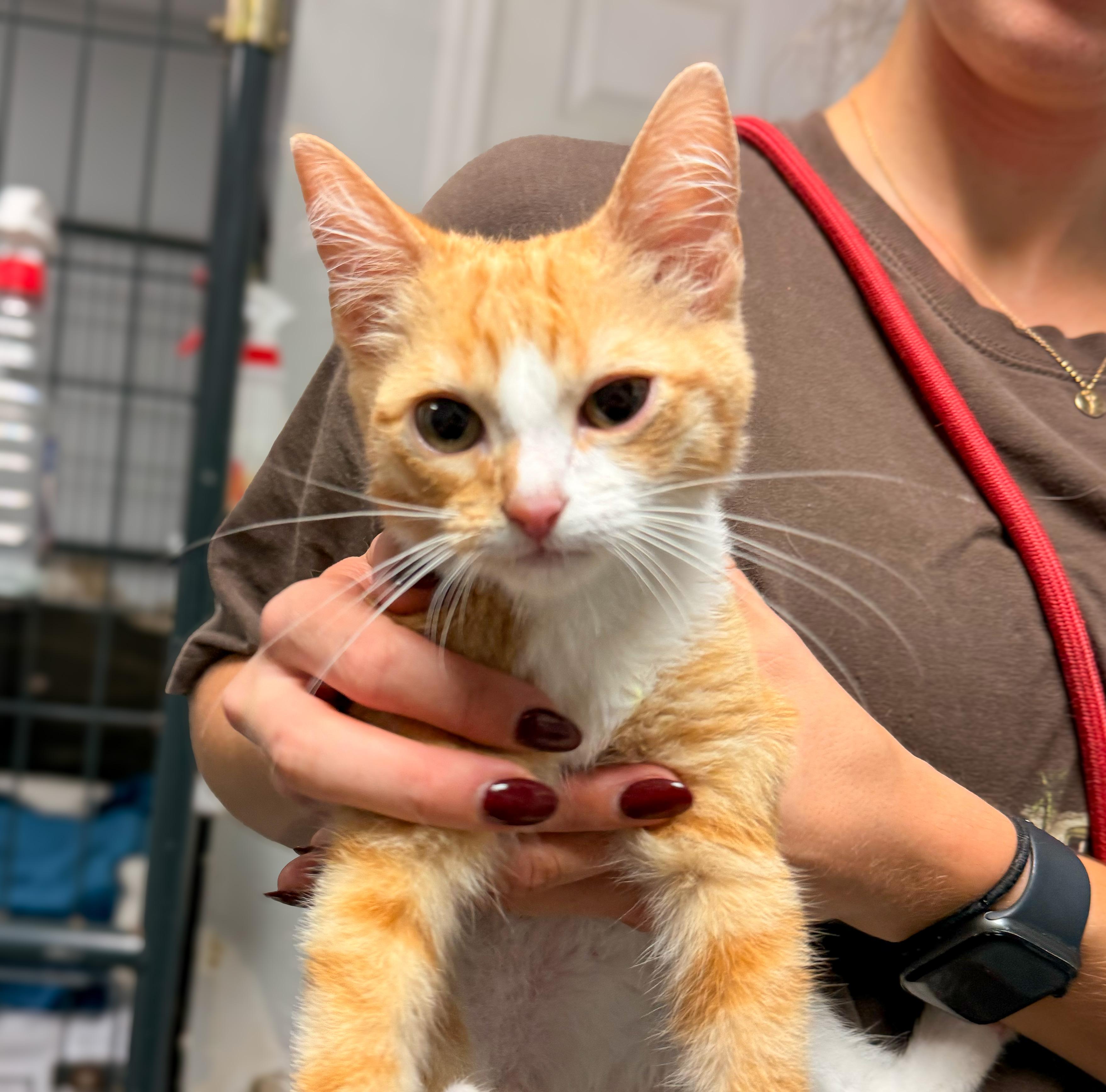 Marlo, Adoptable, Kitten Male Domestic Short Hair.