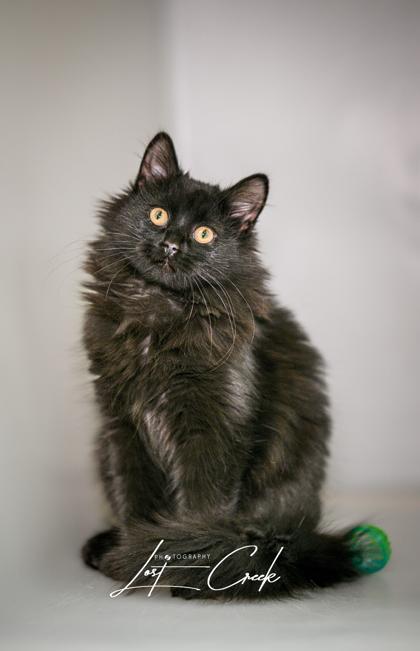 Stevie, Adoptable, Kitten Female Domestic Long Hair & Domestic Short Hair.