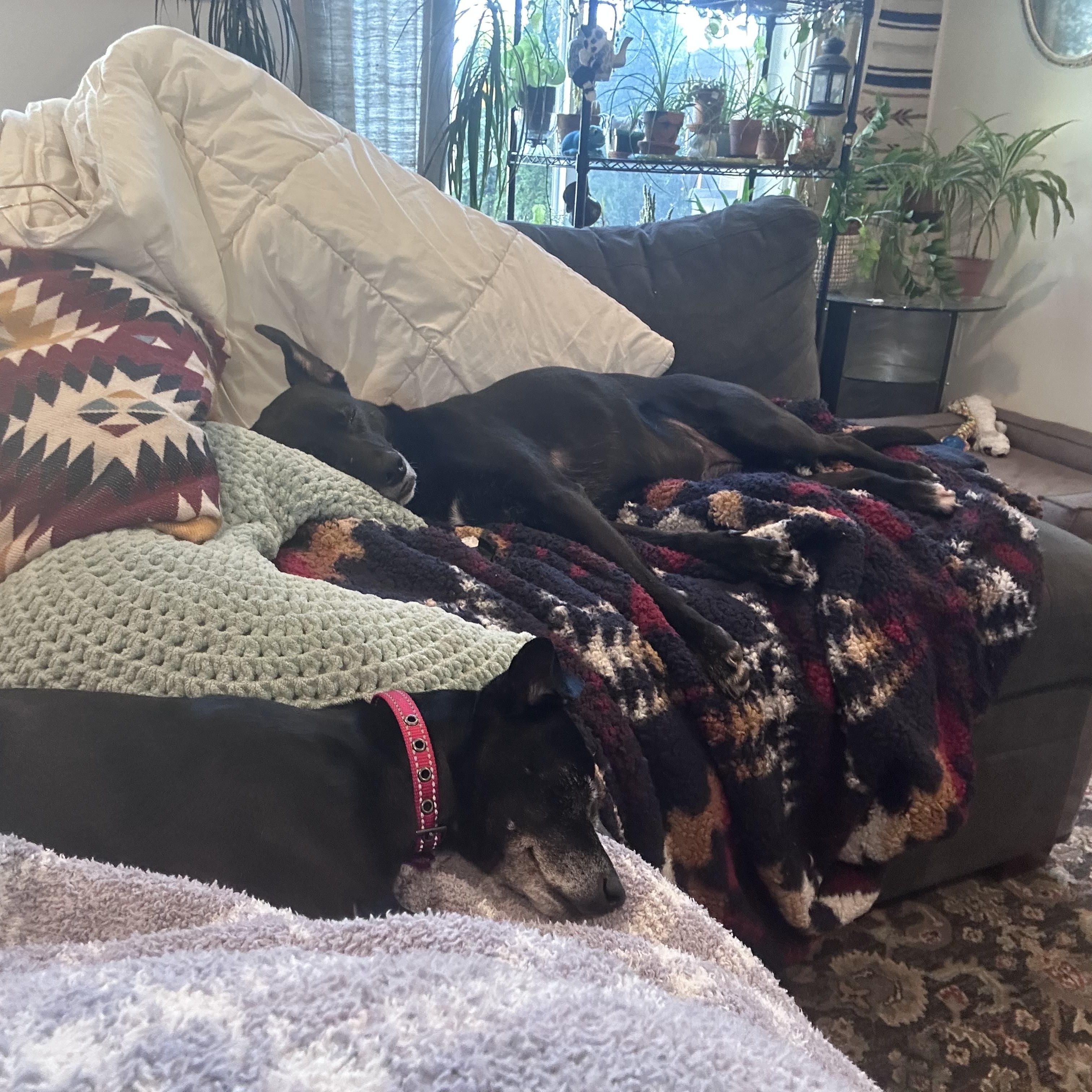 Pixie, an adopted mixed breed in Milwaukie, OR image 4/5