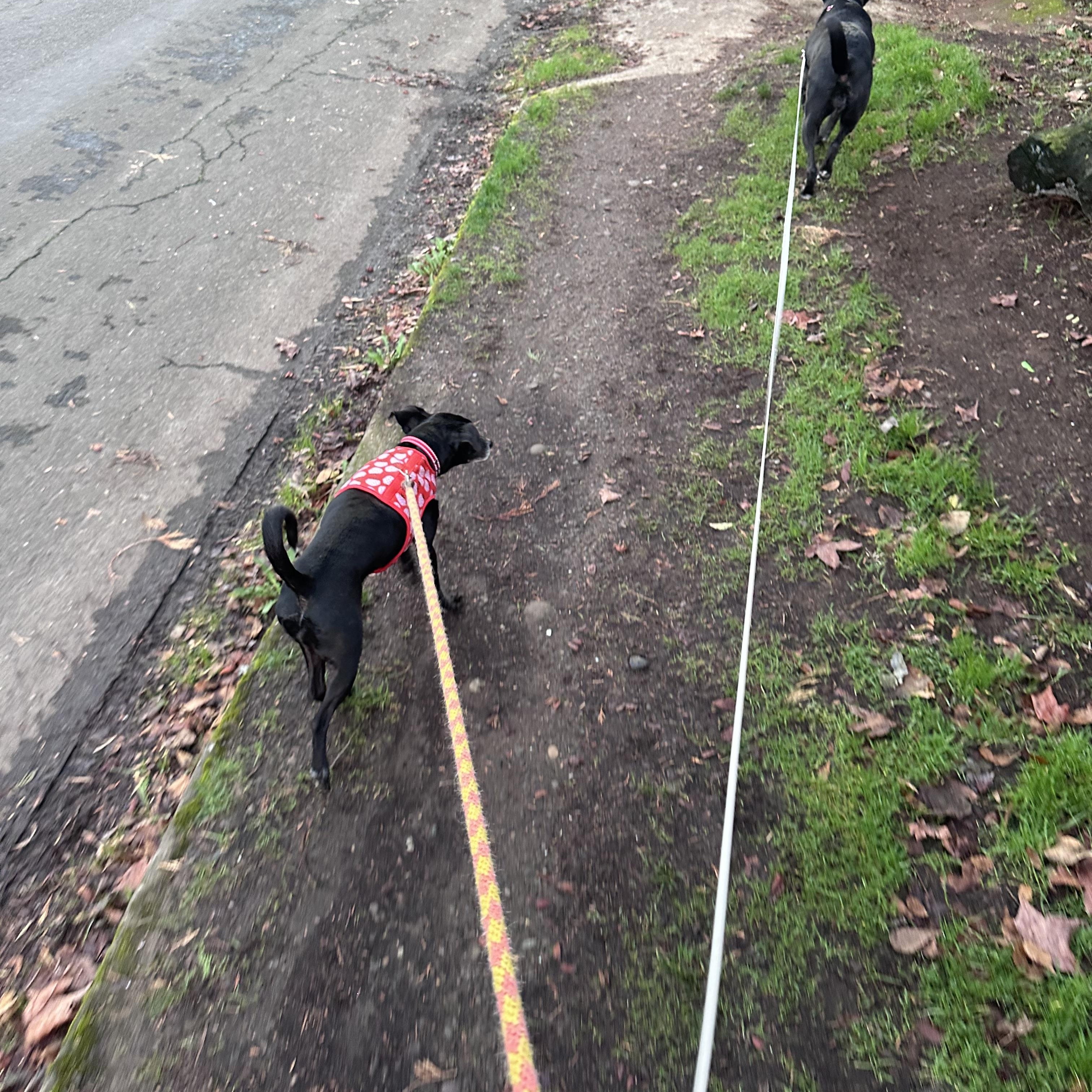 Pixie, an adopted mixed breed in Milwaukie, OR image 2/5