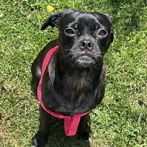 Enlarge Rayna, a Adopted mixed breed in Edgewood, NM image 2/5