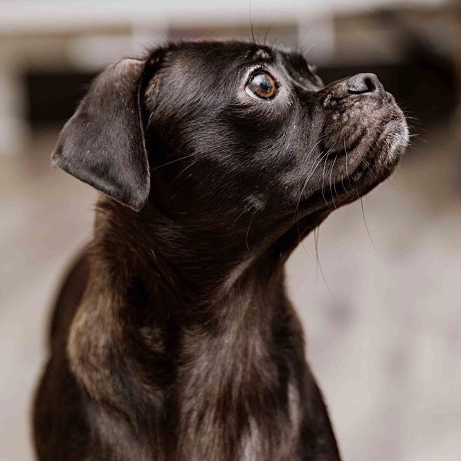 Enlarge Rayna, a Adopted mixed breed in Edgewood, NM image 5/5