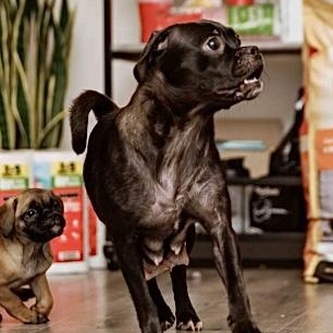 Enlarge Rayna, a Adopted mixed breed in Edgewood, NM image 3/5