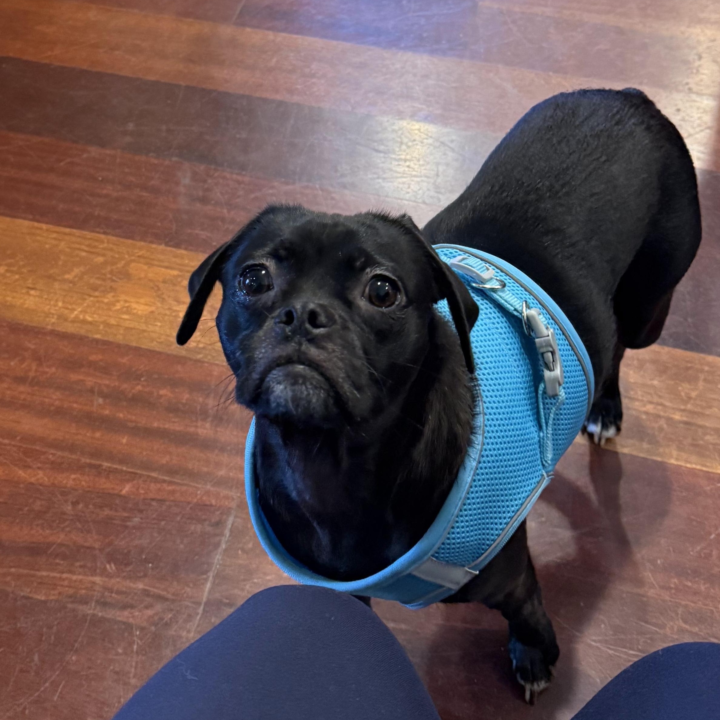 Enlarge Rayna, a Adopted mixed breed in Edgewood, NM image 4/5