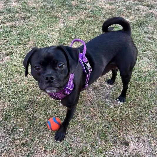 Rayna, Adopted, Young Female Pug & Chihuahua.