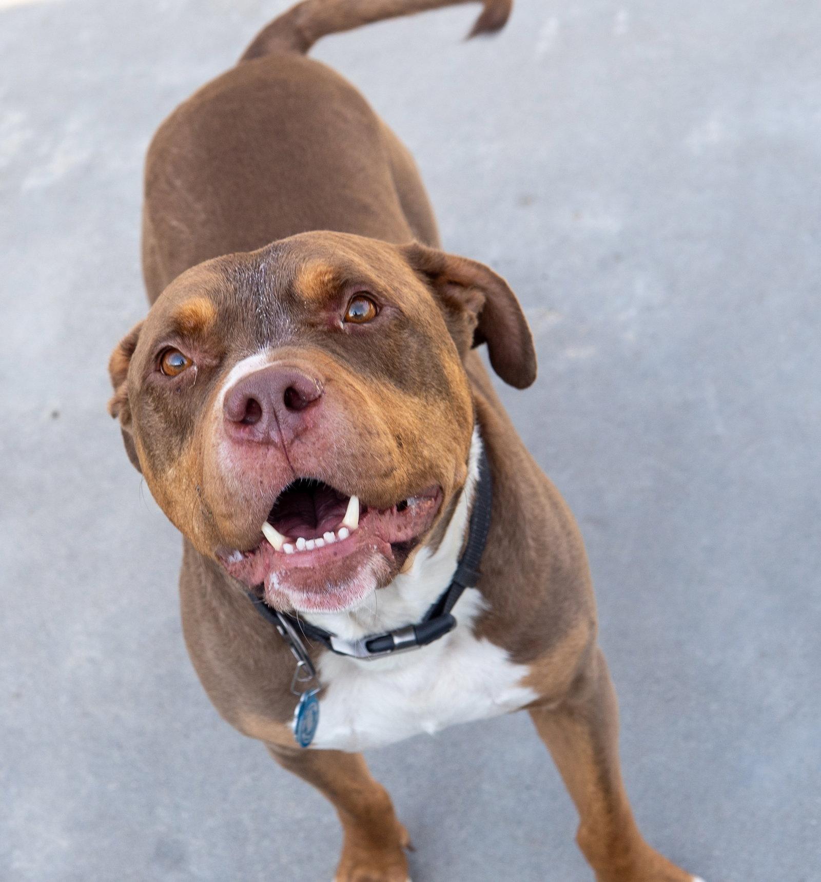 Enlarge Loki, a Adoptable Pit Bull Terrier in Knoxville, IA image 2/3