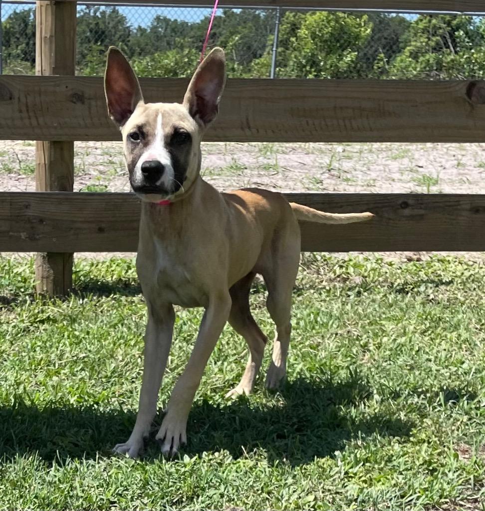 Enlarge Bobo, a Adopted mixed breed in Wauchula, FL image 1/1
