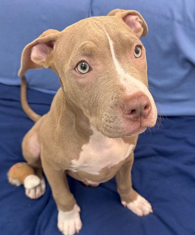 Chili, ADOPTABLE, Puppy Female Pit Bull Terrier.