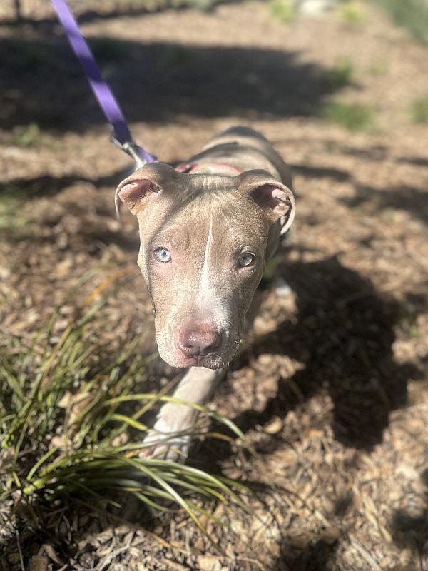 Chili — thumbnail 2