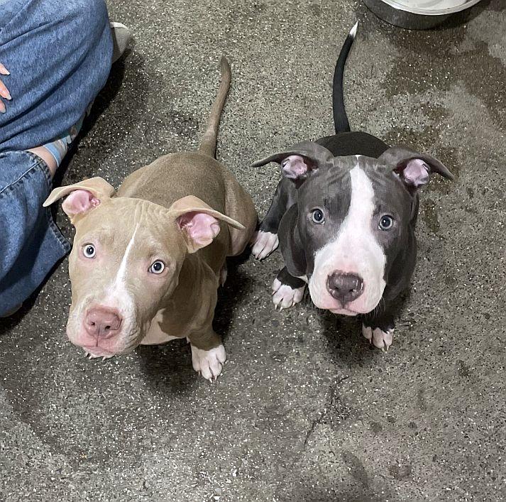 Chili — thumbnail 3