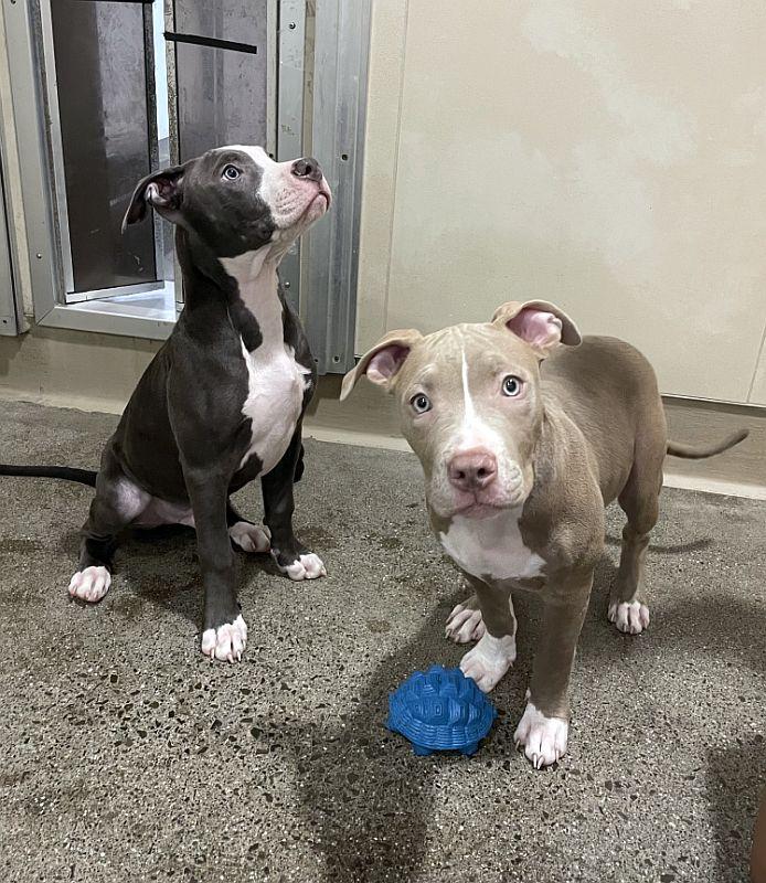 Chili — thumbnail 4