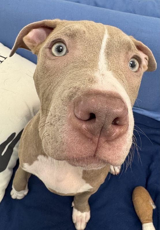 Chili — thumbnail 5