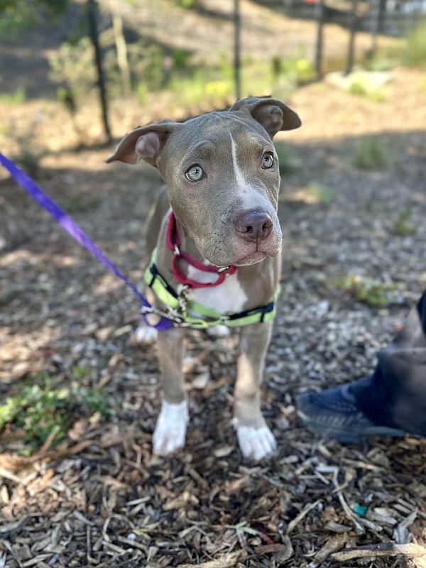 Chili — thumbnail 6