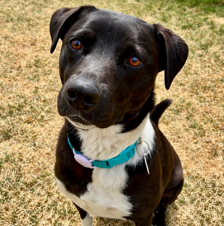Enlarge Doc Holliday, a ADOPTABLE mixed breed in Mead, CO image 1/2