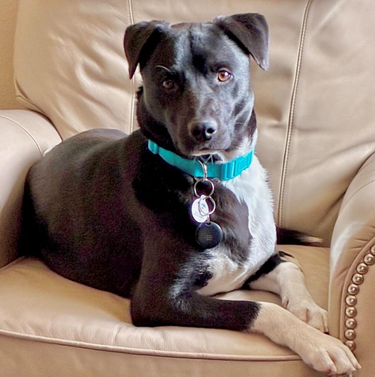 Enlarge Doc Holliday, a ADOPTABLE mixed breed in Mead, CO image 4/4