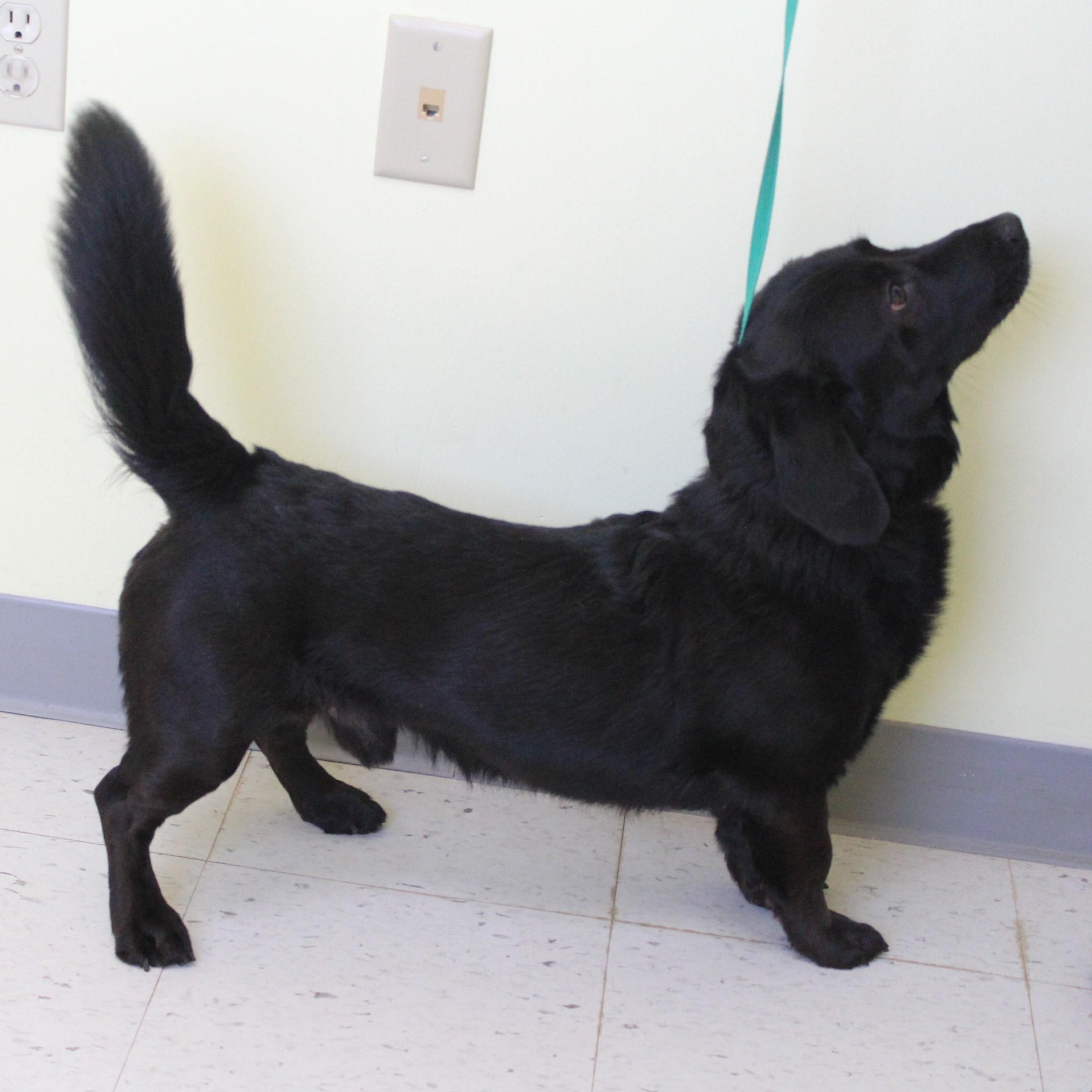 Enlarge Blackie Chan, an adopted mixed breed in Eaton, OH image 4/6