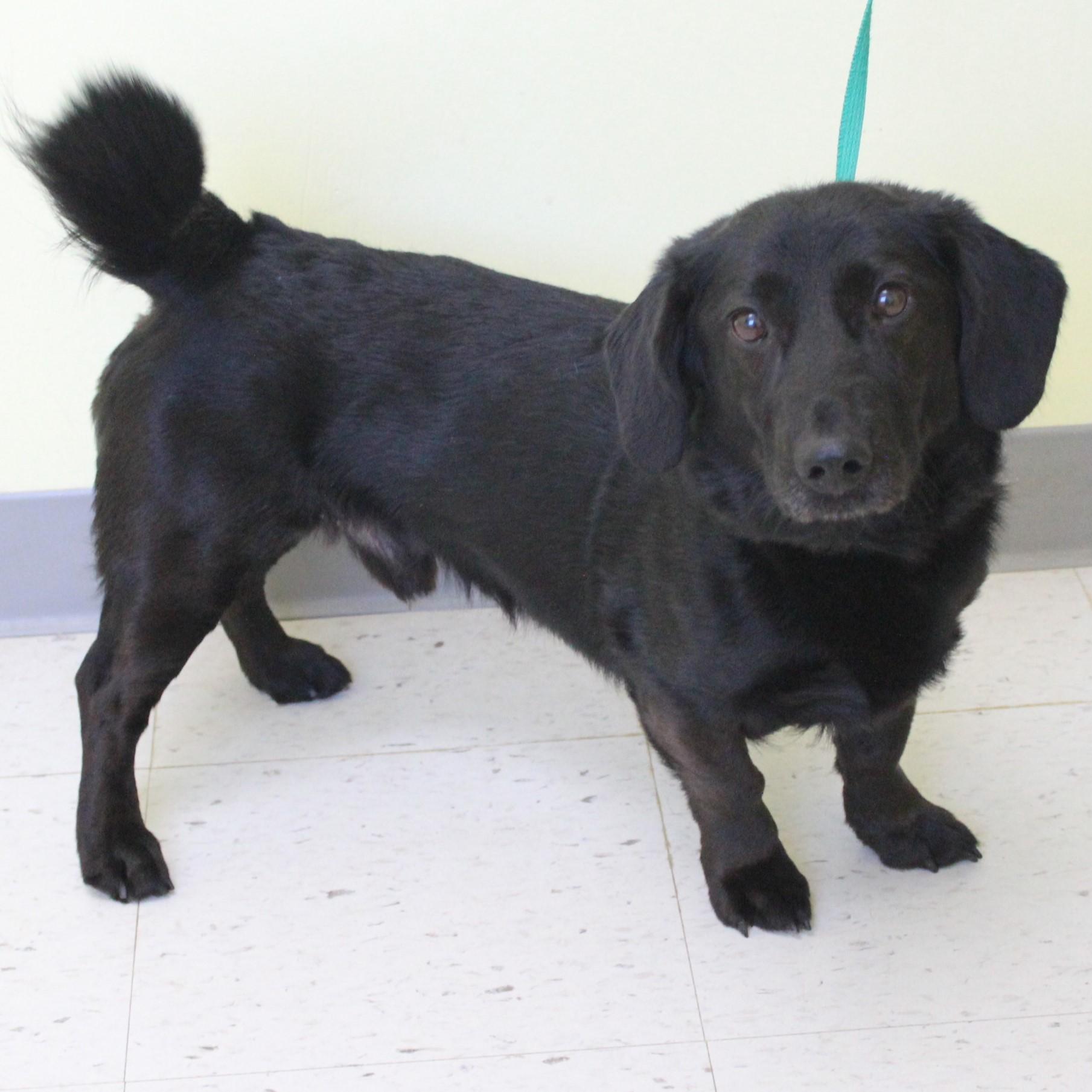 Enlarge Blackie Chan, an adopted mixed breed in Eaton, OH image 6/6