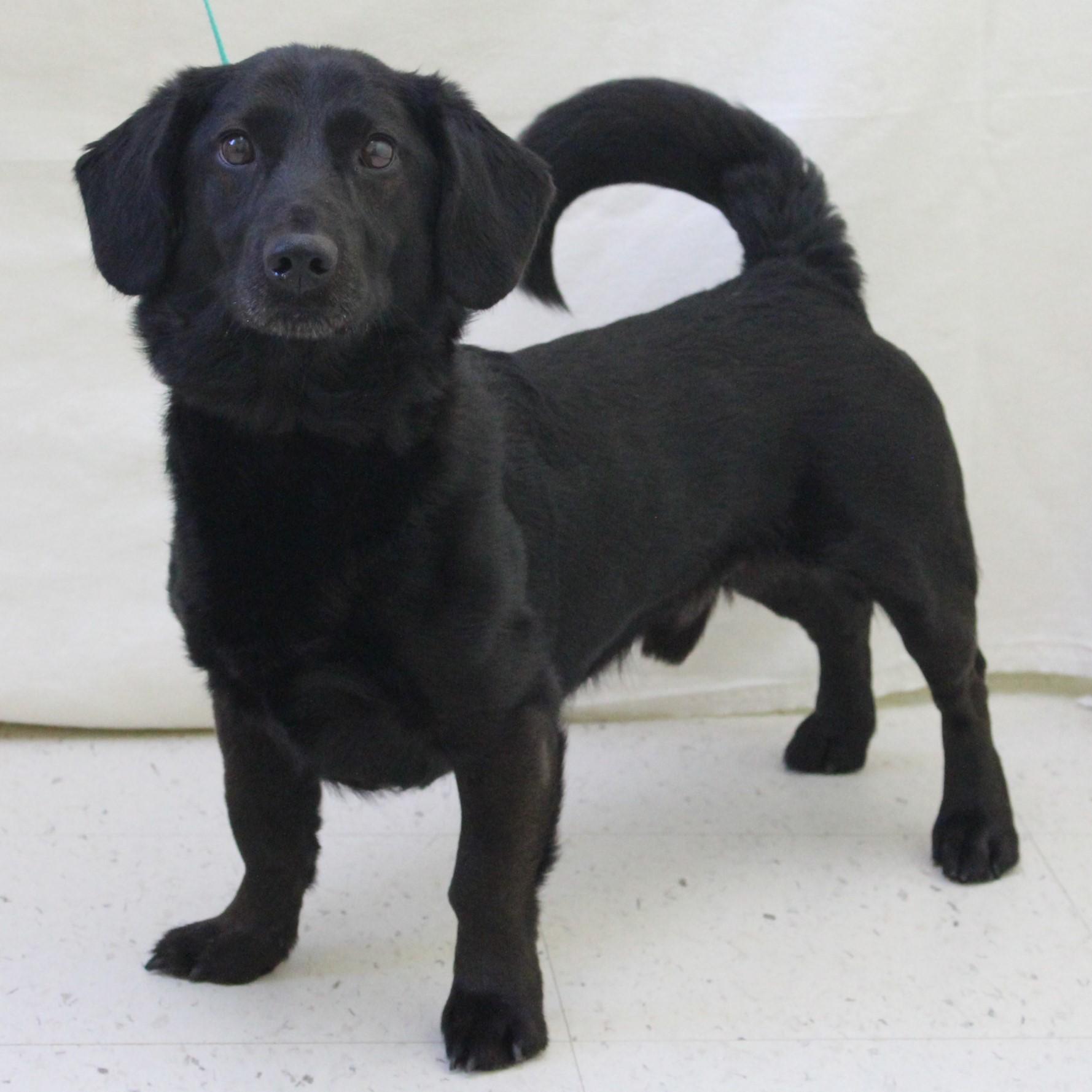 Enlarge Blackie Chan, an adopted mixed breed in Eaton, OH image 3/6