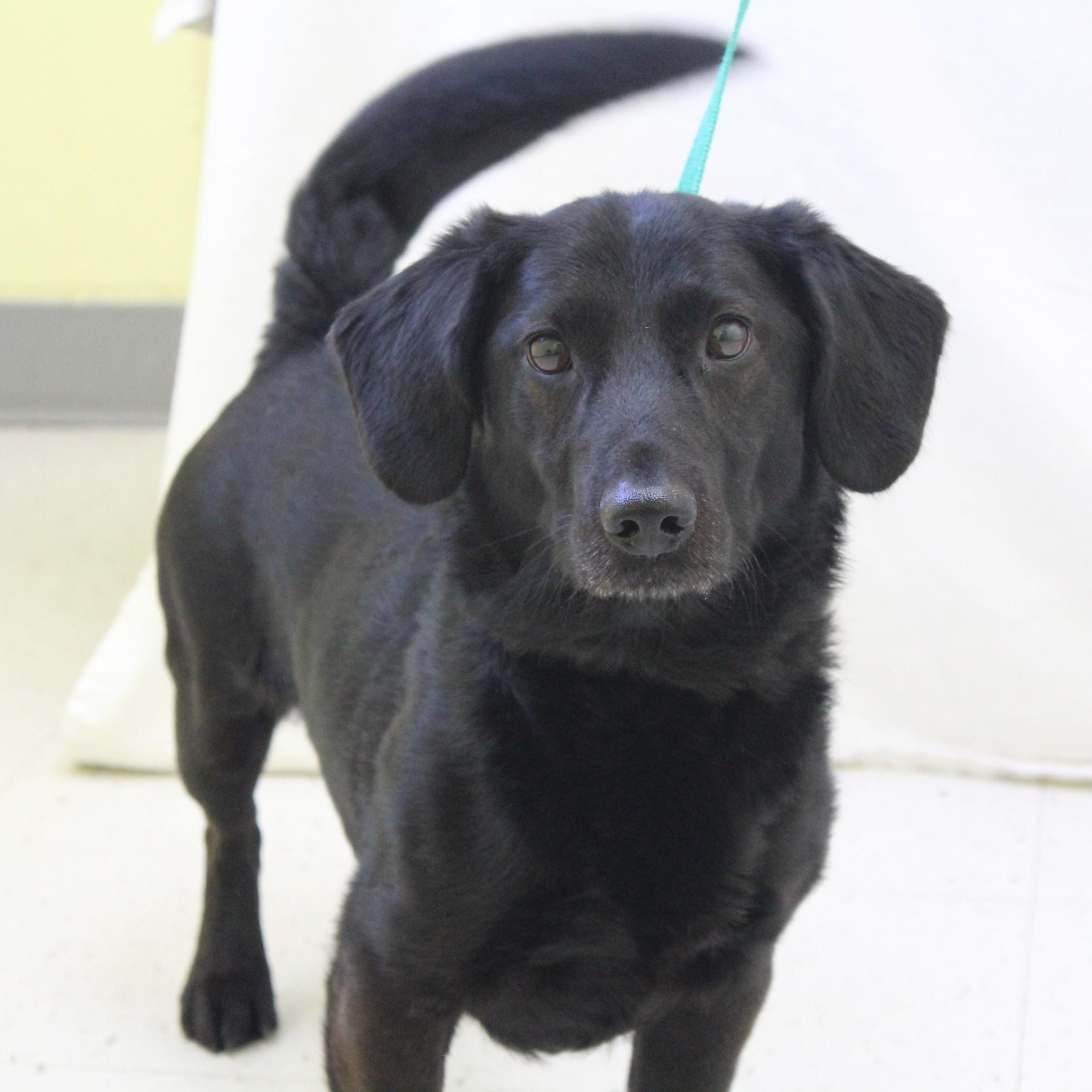Enlarge Blackie Chan, an adopted mixed breed in Eaton, OH image 2/6