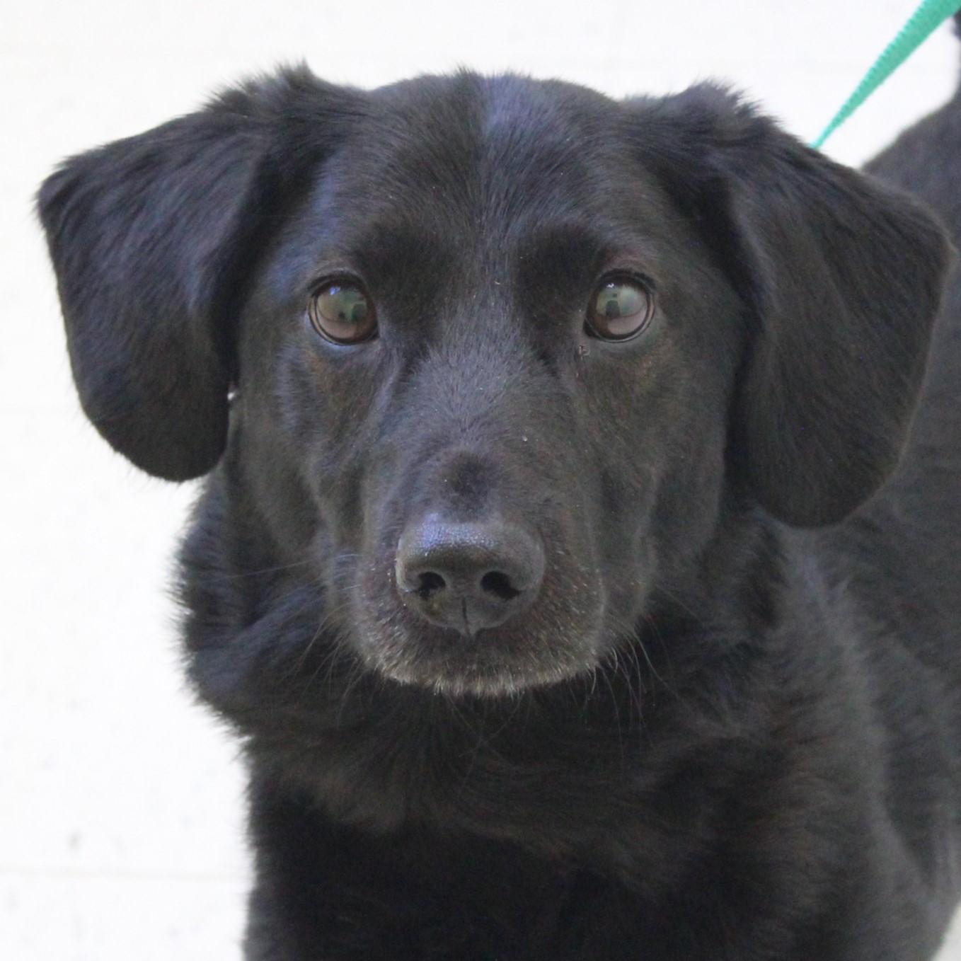 Enlarge Blackie Chan, an adopted mixed breed in Eaton, OH image 1/6