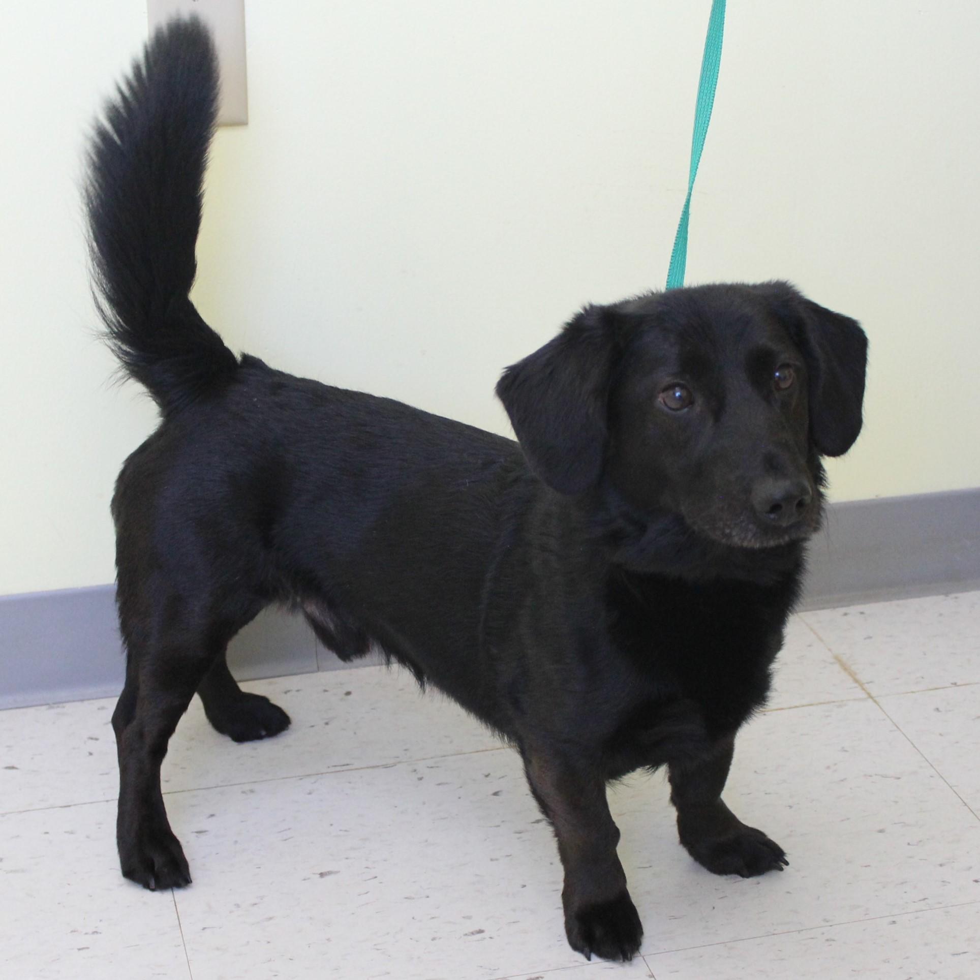 Enlarge Blackie Chan, an adopted mixed breed in Eaton, OH image 5/6