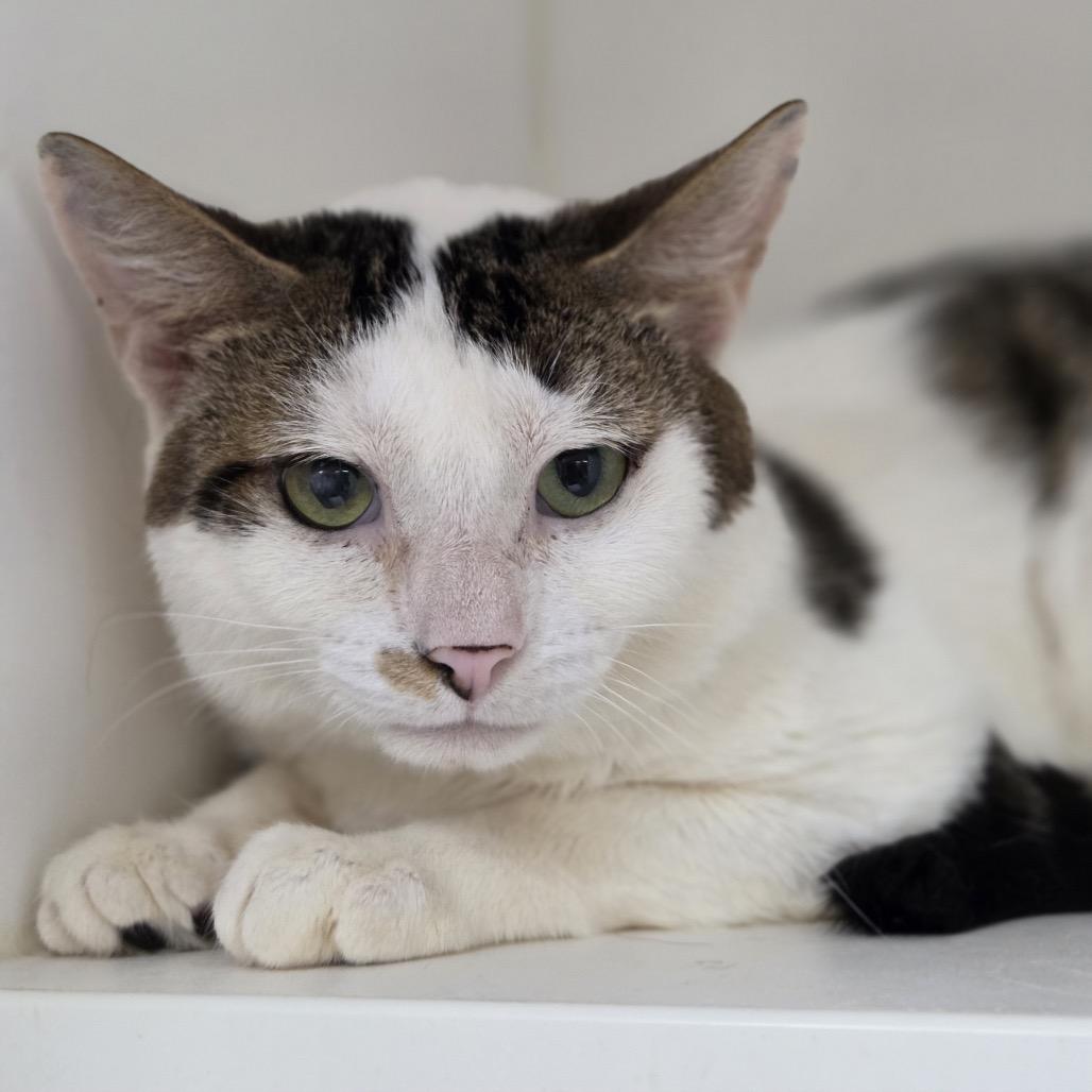 Rowan 37, Adoptable, Adult Male Domestic Short Hair.