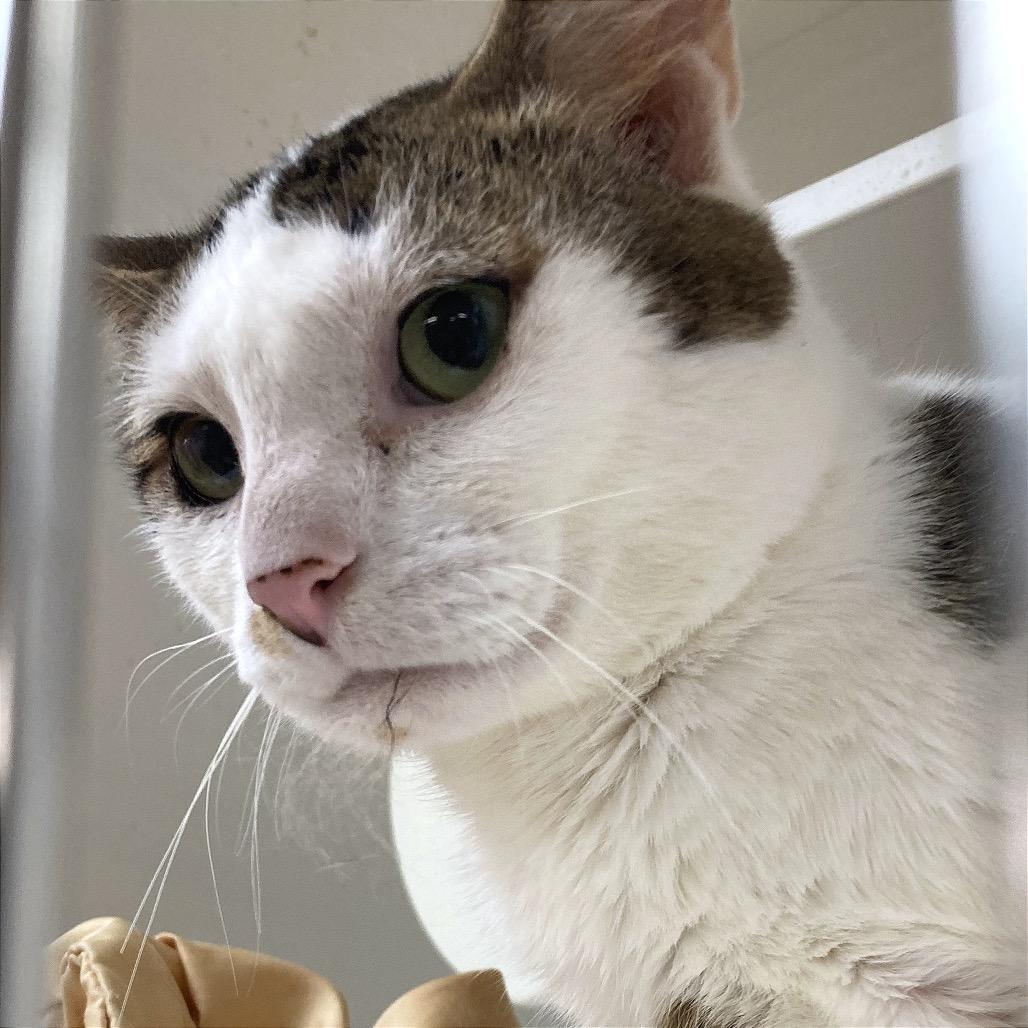 Enlarge Rowan 37, a Adoptable Domestic Short Hair in Philadelphia, PA image 2/6