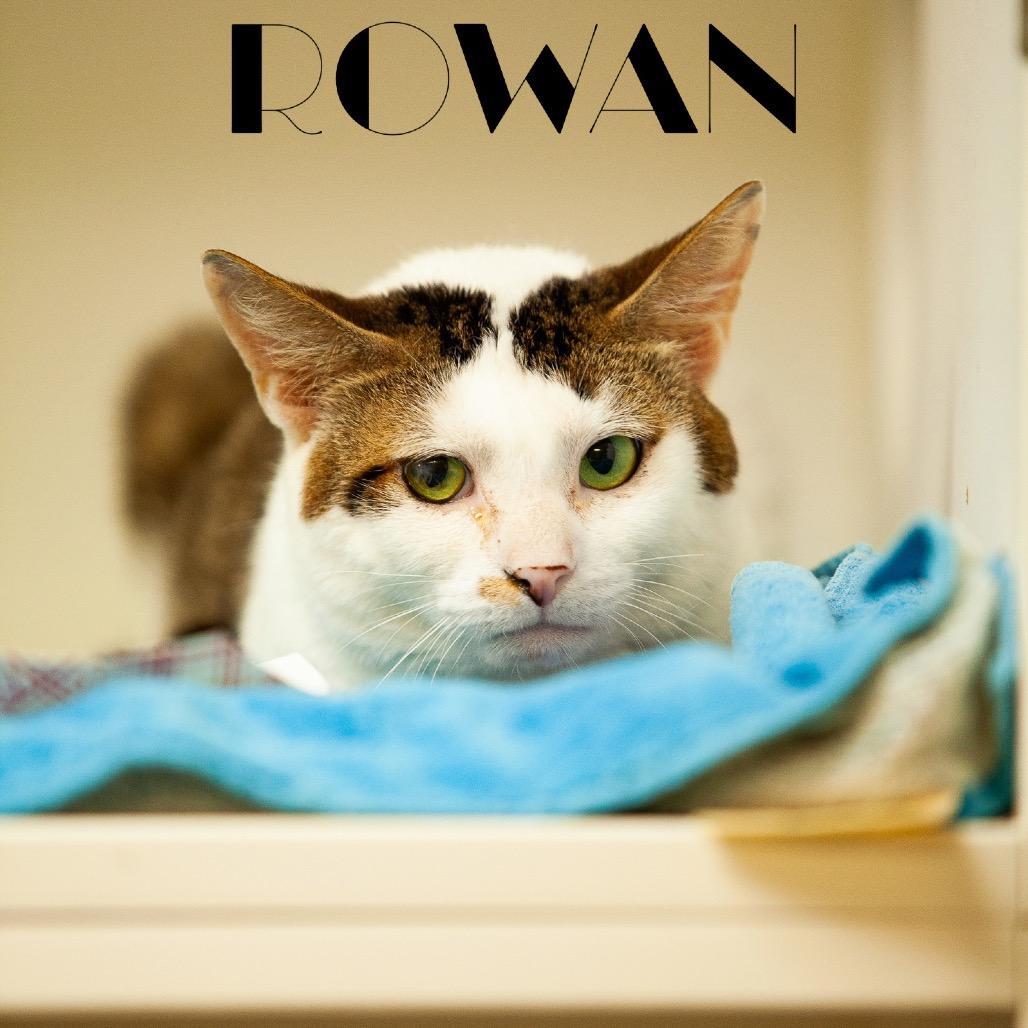 Enlarge Rowan 37, a Adoptable Domestic Short Hair in Philadelphia, PA image 3/6