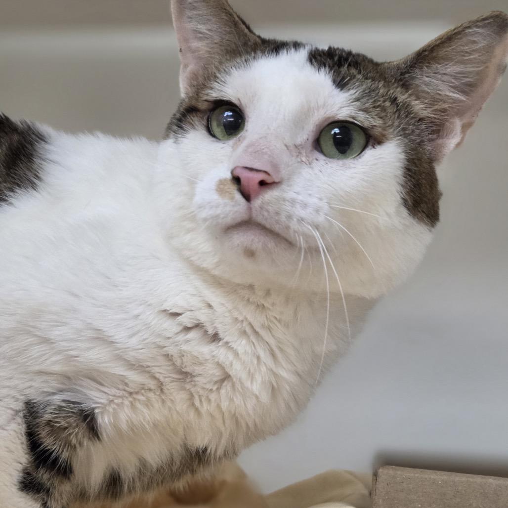 Enlarge Rowan 37, a Adoptable Domestic Short Hair in Philadelphia, PA image 4/6