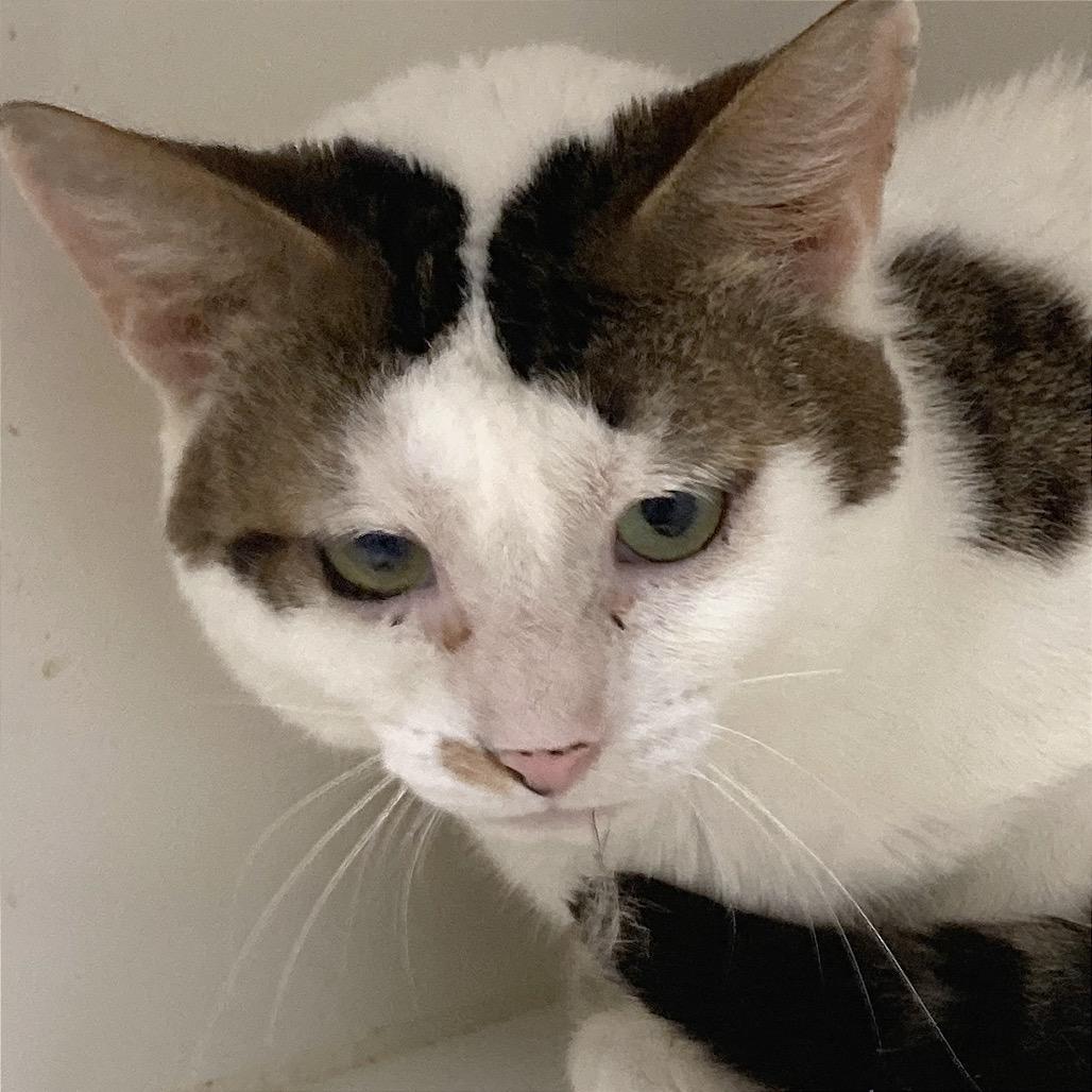 Enlarge Rowan 37, a Adoptable Domestic Short Hair in Philadelphia, PA image 5/6