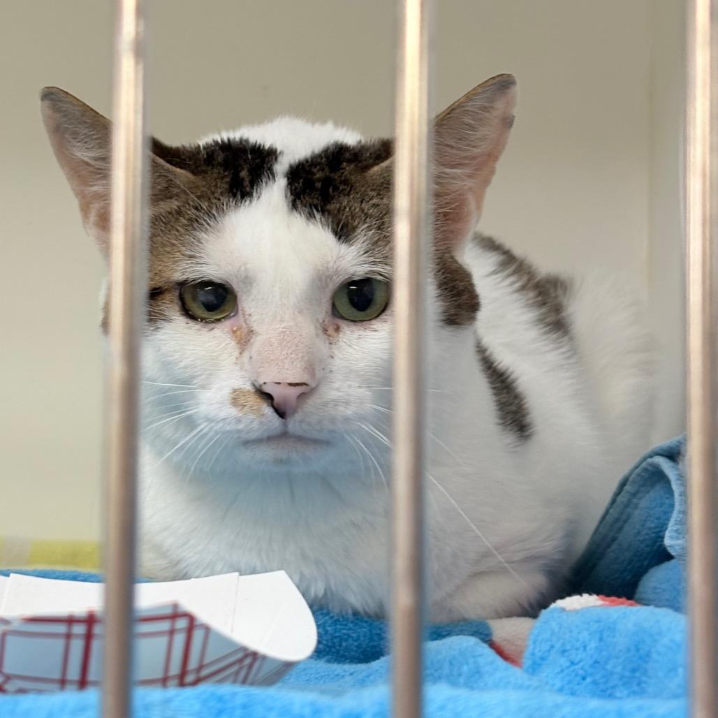 Enlarge Rowan 37, a Adoptable Domestic Short Hair in Philadelphia, PA image 6/6