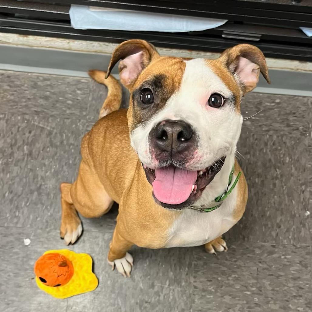 Asha, Adoptable, Young Female Mixed Breed.