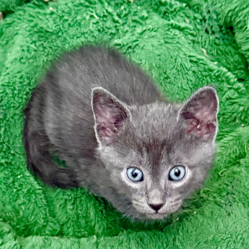 Bagels, Adoptable, Kitten Female Domestic Short Hair.
