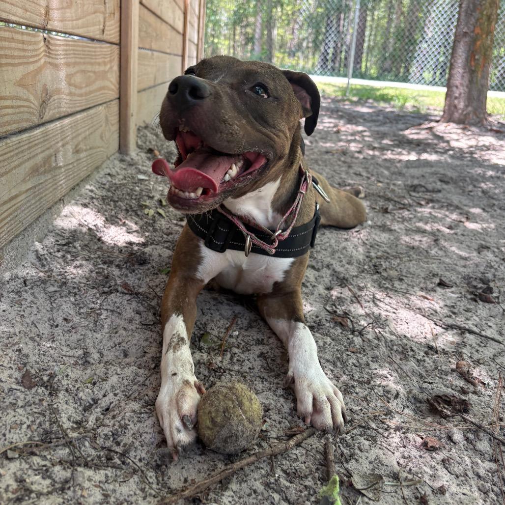 Tadpole 28561, Adoptable, Adult Female Mixed Breed.