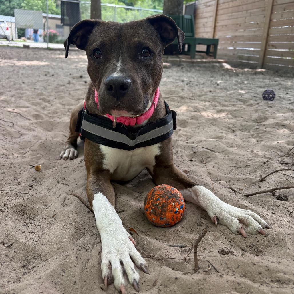Tadpole 28561, Adoptable, Adult Female Mixed Breed.