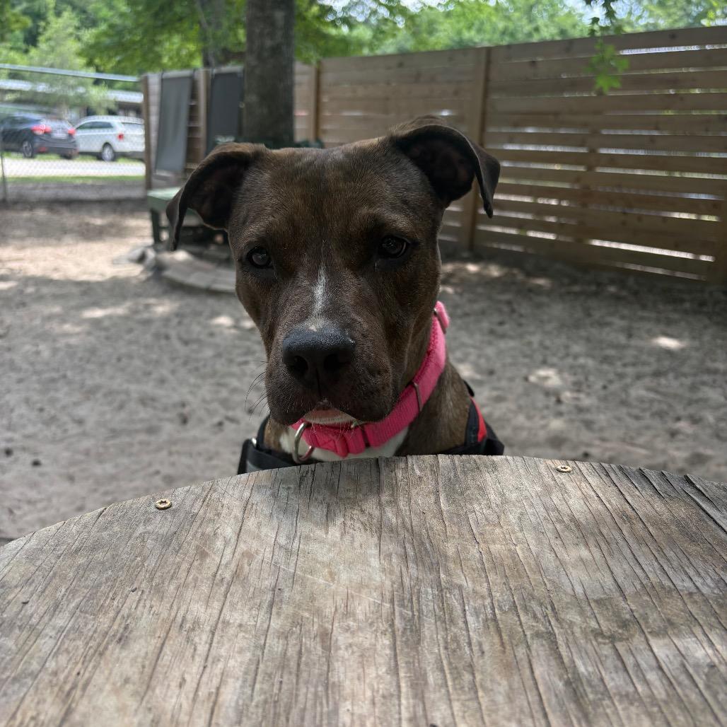 Enlarge Tadpole 28561, a Adoptable Mixed Breed in Middleburg, FL image 2/6