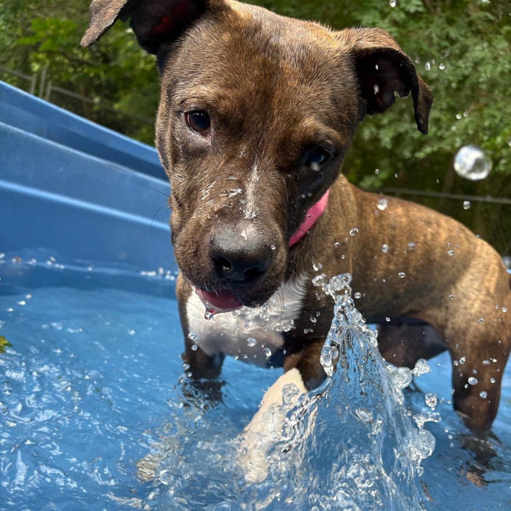 Enlarge Tadpole 28561, a Adoptable Mixed Breed in Middleburg, FL image 5/6