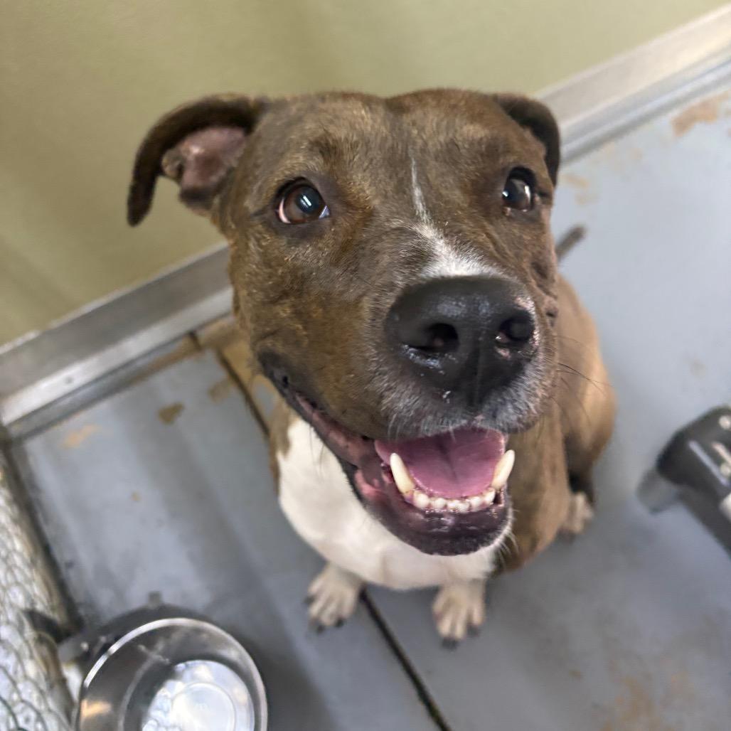 Enlarge Tadpole 28561, a Adoptable Mixed Breed in Middleburg, FL image 4/6