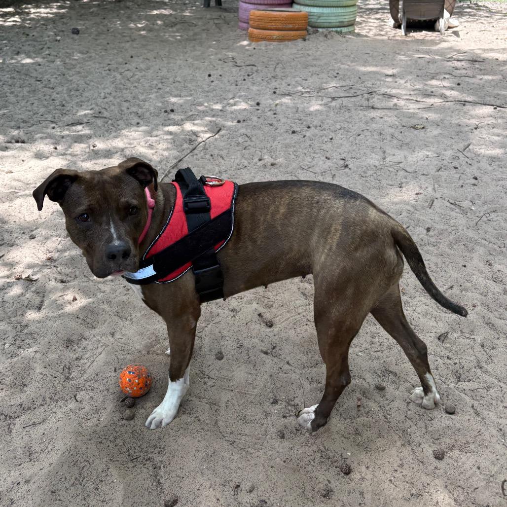 Enlarge Tadpole 28561, a Adoptable Mixed Breed in Middleburg, FL image 5/6
