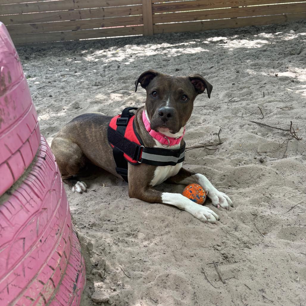 Enlarge Tadpole 28561, a Adoptable Mixed Breed in Middleburg, FL image 6/6