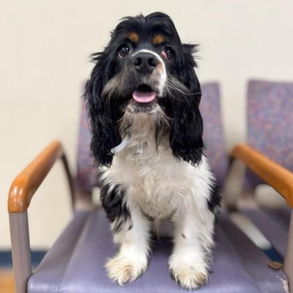 Enlarge Waylon, a ADOPTABLE mixed breed in Quincy, IL image 1/1